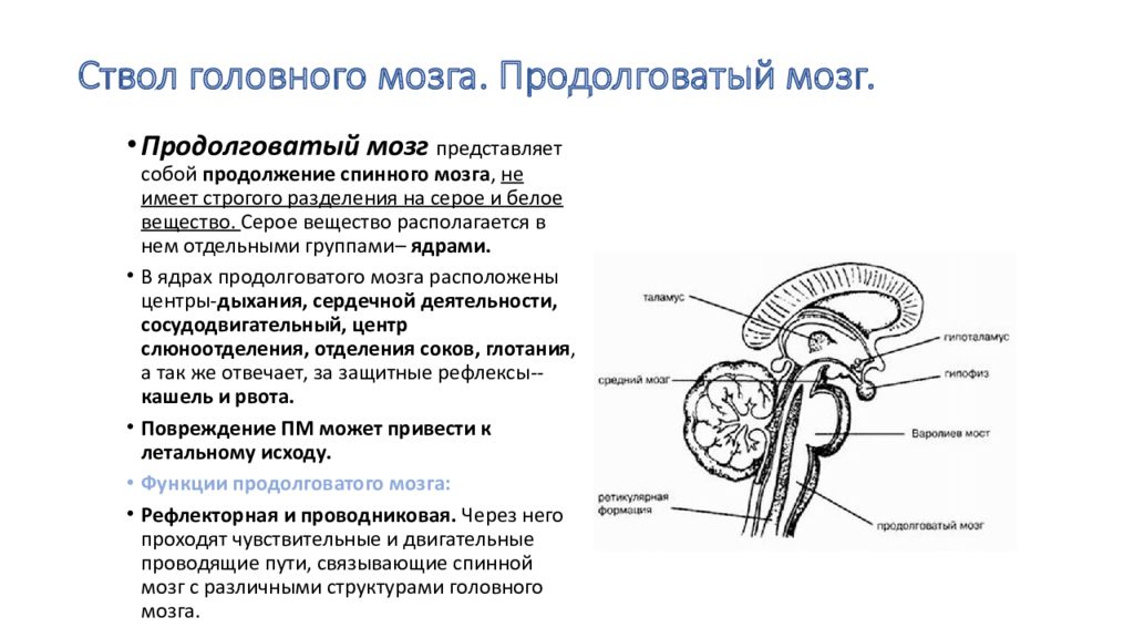 В состав ствола мозга входят. Ствол мозга анатомия кт. Строение ствола мозга кт. Отделы ствола головного мозга, внешний рельеф, ядра.. Ствол головного мозга схема.