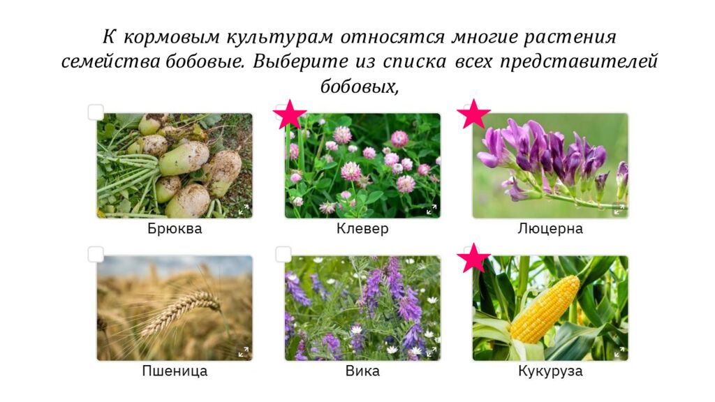 К кормовым культурам относятся многие растения семейства бобовые. Выберите из списка всех представителей бобовых, которые относятся к кормовым культурам.