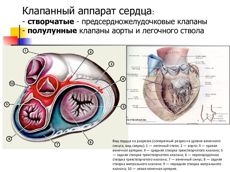 Поперечный разрез сердца рисунок