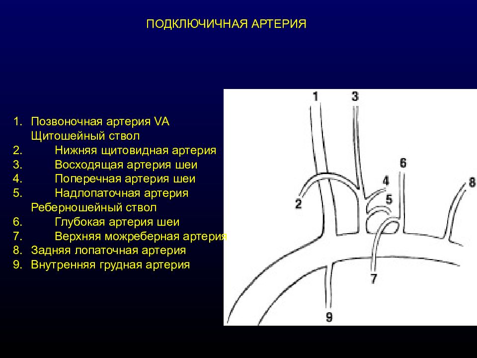 Рисунок подключичной артерии