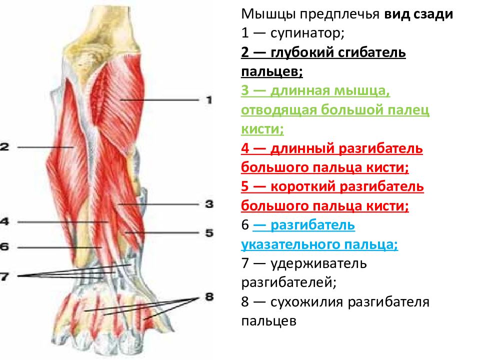 Сгибатели кисти. Мышцы предплечья вид спереди и сзади. Длинный сгибатель большого пальца кисти мышца. Глубокий сгибатель пальцев кисти мышца. Мышцы предплечья правого вид сбоку.