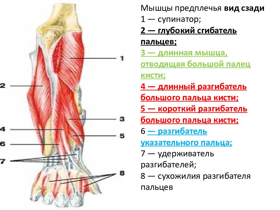 Мышцы сгибатели кисти. Мышцы предплечья анатомия глубокие. Мышцы сгибатели предплечья.