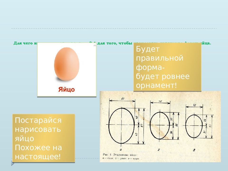 Форма яйца