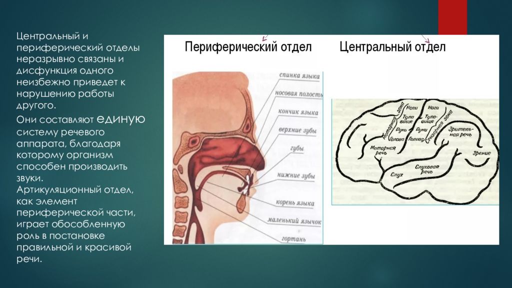 Строение речи. Строение центрального отдела речевого аппарата. Центральный и периферический речевой аппарат схема. Функции центрального и периферического отдела речевого аппарата. Строение и функции центрального и периферического речевого аппарата..