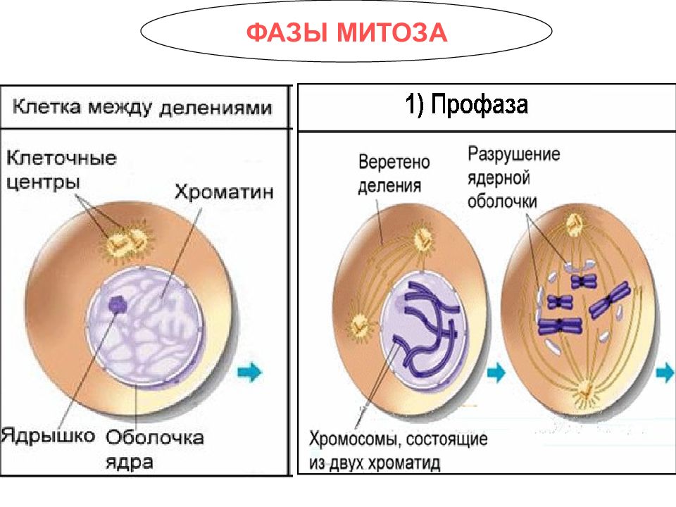 Текст деление клетки. Стадии деления клетки митоз. Клеточное деление митоз фазы. Фаза между делениями клеток. Структура клетки фазы митоза.