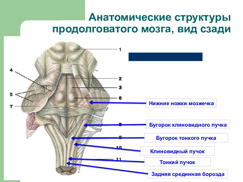 Мост схема строения анатомия