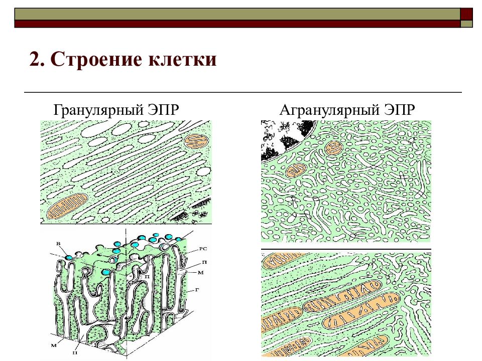 2 4 клетки. Гранулярная ЭПС строение. Строение гранулярной. Строение ЭПР. Гранулярная и гладкая ЭПР схемы.