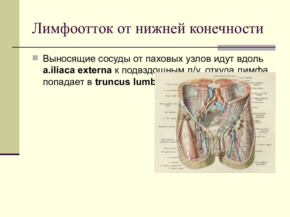Паховый лимфоузел у женщин где. Лимфоотток нижних конечностей анатомия. Анатомия лимфатической системы Гайворонский. Лимфоотток сердца.