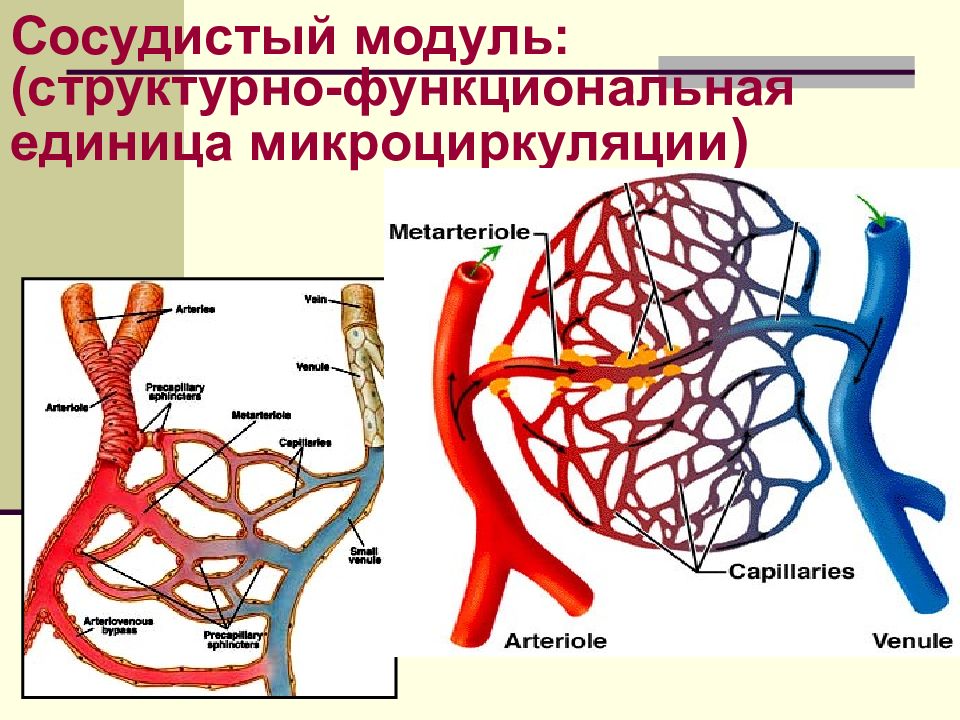 Сосудистое русло. Структурно-функциональная единица микроциркуляции. Система микроциркуляции крови. Сосудистый модуль микроциркуляции. Понятие о микроциркуляции.