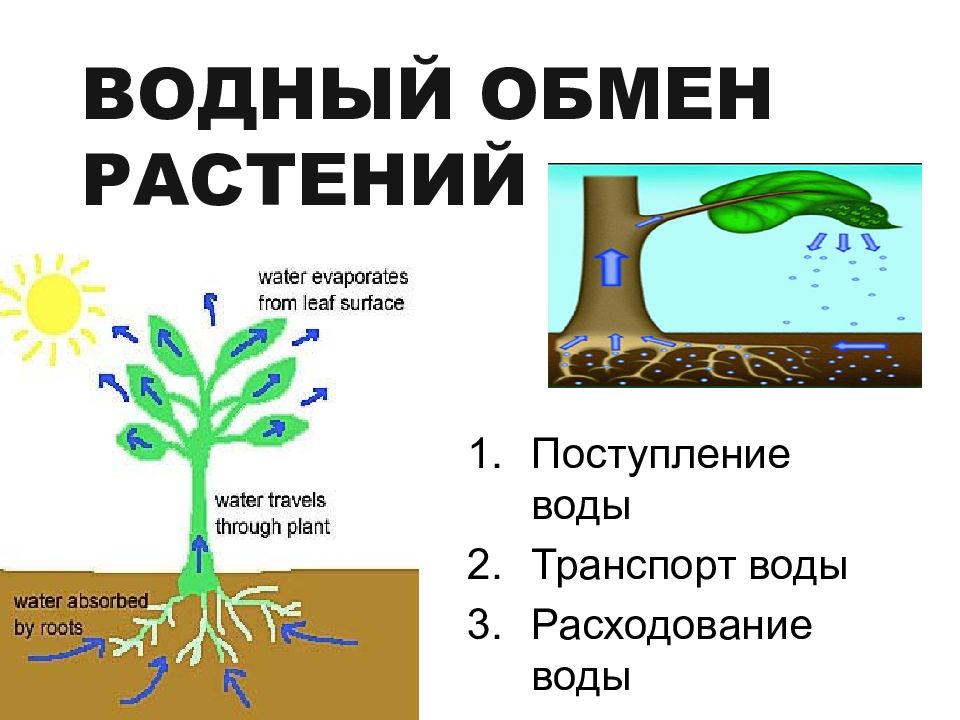 Транспирация рисунок биология