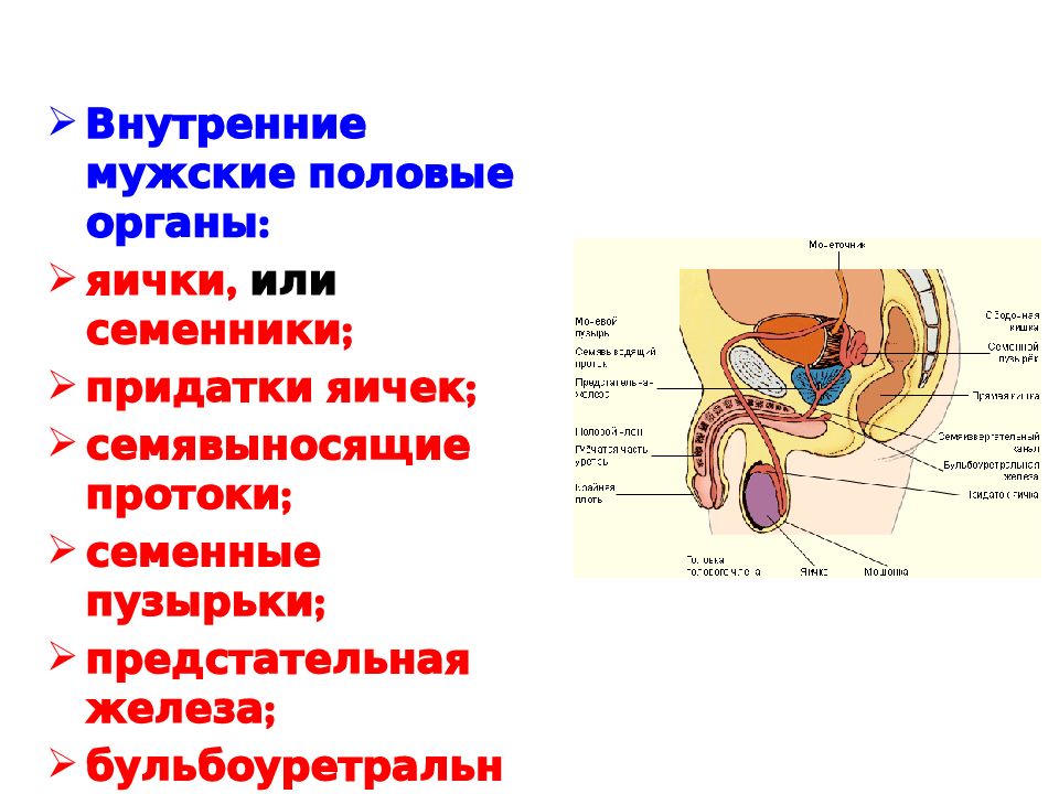 Схема половой системы мужчины