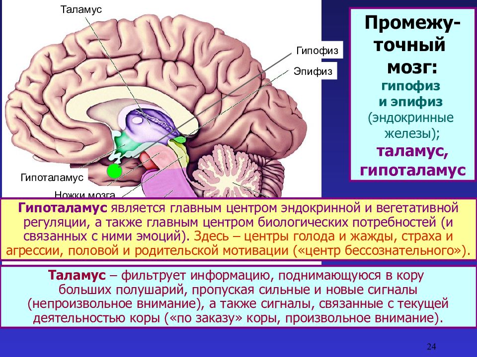 Физиология головного мозга презентация