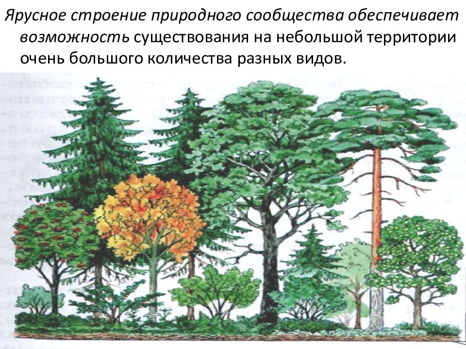 Строение природы. Совместная жизнь организмов в природном сообществе ярусность. Ярусное строение. Строение природного сообщества ярусы.