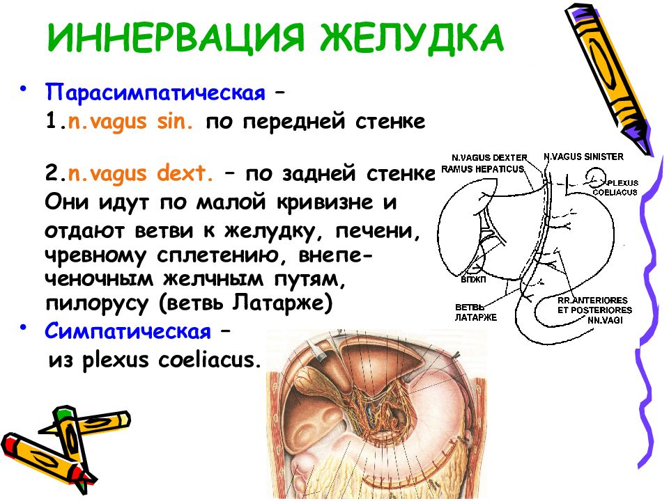 Презентация кровоснабжение желудка