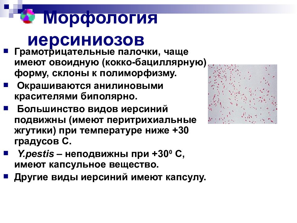 Диагностика иерсиниоза. Формы иерсиниоза. Кокко-бациллярная микрофлора. Иерсинии биохимические свойства.