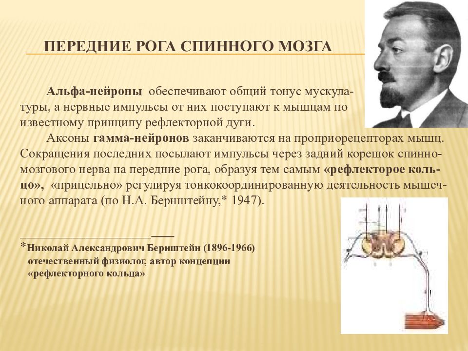 Альфа нейрон. Гамма Нейроны спинного мозга. Передние рога мозга. Альфа Нейроны. Нейронная теория строения ЦНС.