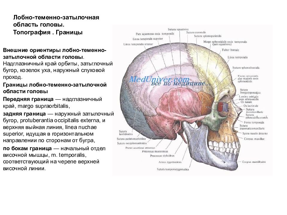 Затылок область. Топография лобно теменно затылочной области. Топонрафич основных нервных стволмозгового отдела ГОЛОВЫОВ. Области мозгового отдела головы топографическая анатомия. Мозговой отдел черепа свод лобно теменно затылочная область.