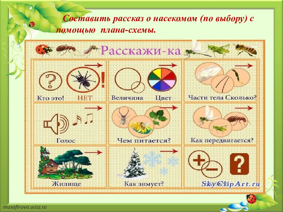 Схема для описательного рассказа насекомые