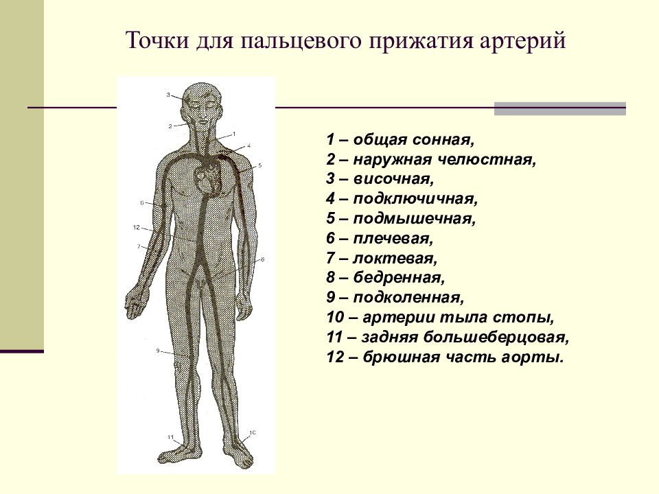 Сколько всего точек прижатия артерий. Схема точек пальцевого прижатия. 10 Точек прижатия артерий. Точки пальцевого прижатия артерий. Точки прижатия артерий схема.