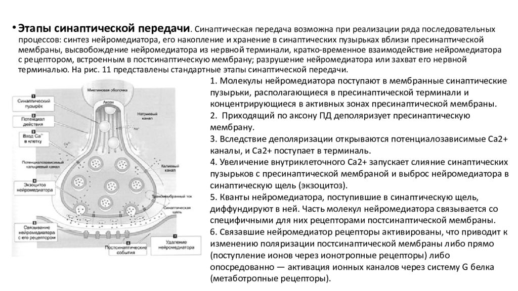 На рисунке изображена схема холинергического синапса объясните роль ионов кальция