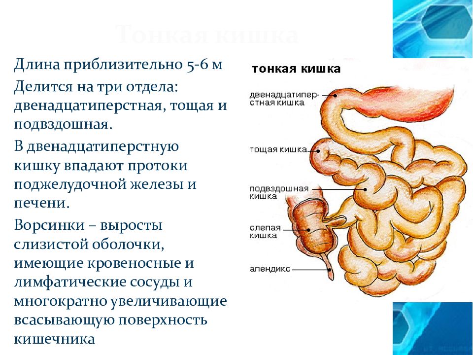 Тонкий кишечник подвздошная. Что впадает в тонкий кишечник. Переваривание в подвздошной кишке.