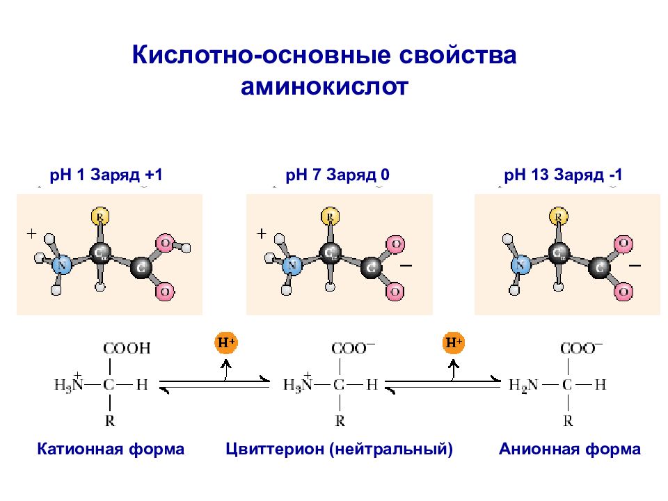 Сборка аминокислот. PH аминокислот формула. Аминокислоты ph7. Кислотно-основные свойства аминокислот. Свойства -аминокислот: кислотно-основные свойства -аминокислот..