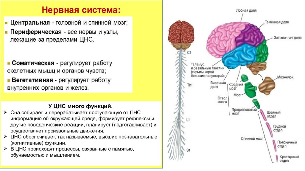 Роль отделов цнс. Отделы ЦНС. Отделы центральной нервной системы и их функции. Центральная нервная система организация. Функции ЦНС И периферической нервной системы.