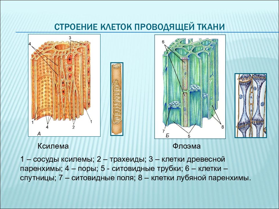 Где находятся ситовидные трубки