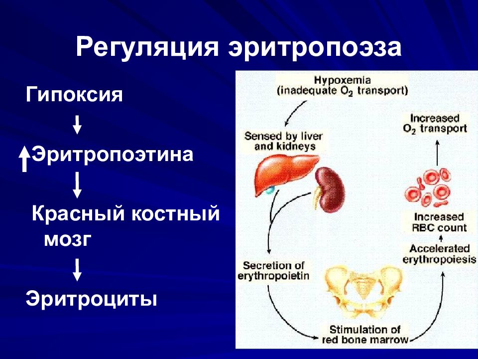 Синтез эритроцитов. Регуляция эритропоэз физиология. Эритропоэтин регуляция секреции. Эритропоэтиновый механизм регуляции эритропоэза. Регуляция синтеза эритропоэтина.