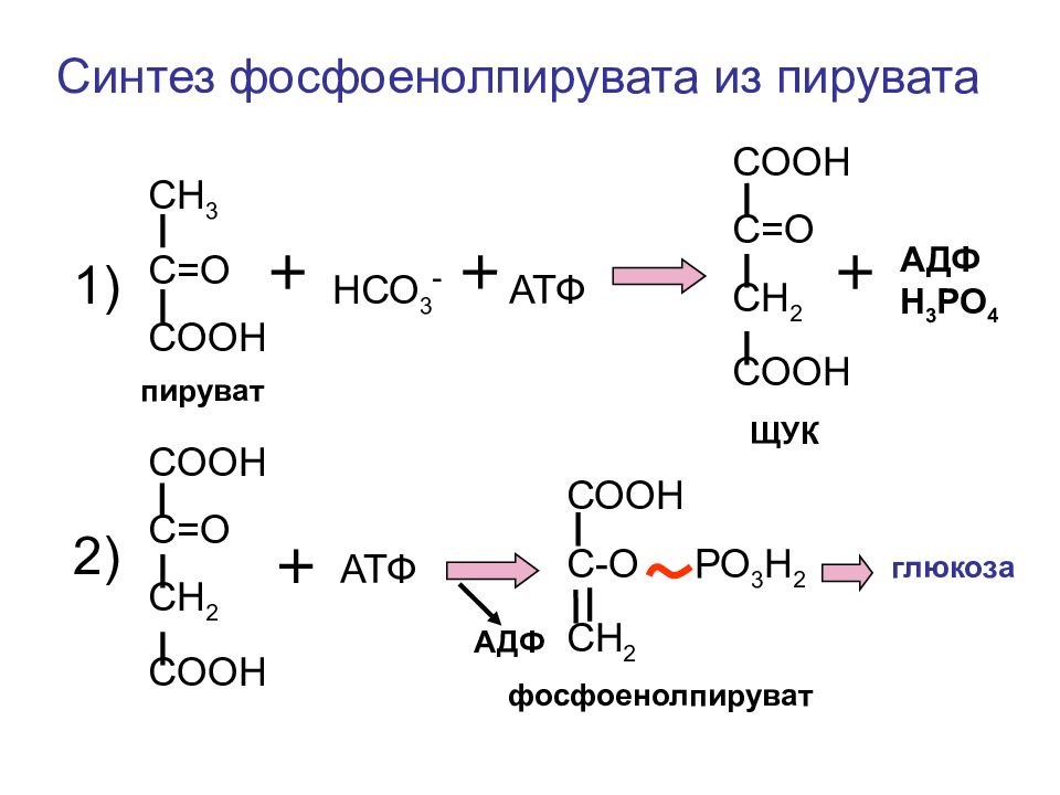 Пируват атф. Фосфоенолпируват в глюкозу. Синтез пирувата. Синтез аланина из пирувата. Фосфоенолпируват + АДФ.