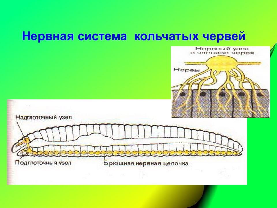 Нервная система кольчатых червей рисунок