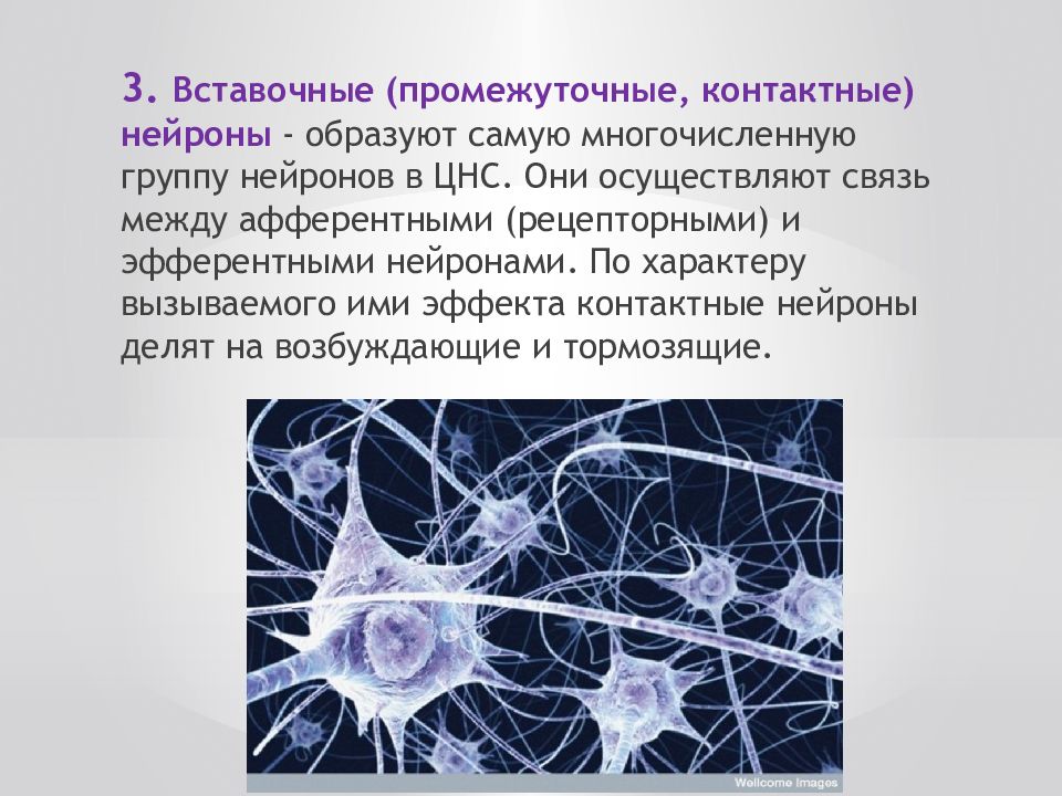 Осуществляет связь между нейронами какой нейрон. Характеристика вставочных нейронов. Афферентные чувствительные Нейроны. Вставочные промежуточные Нейроны. Нервная система Нейрон.