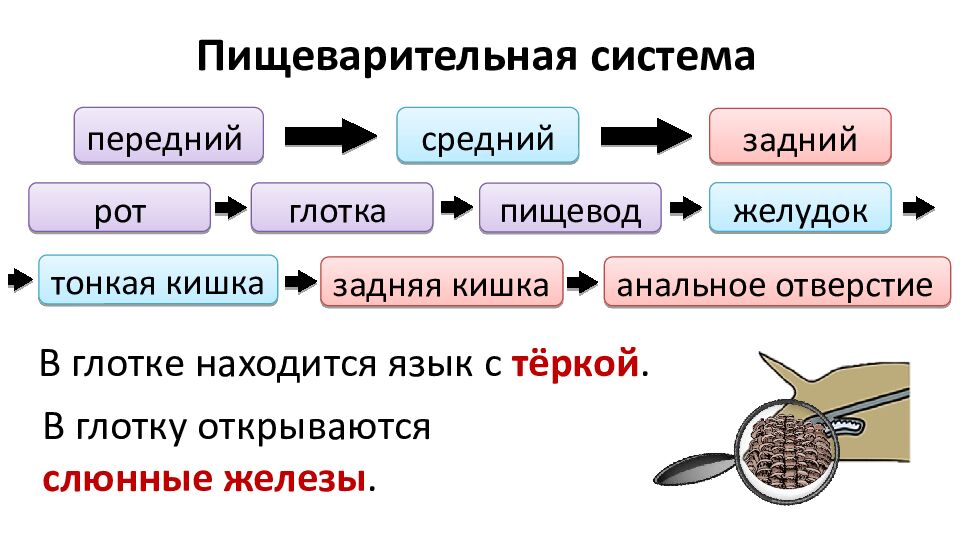 Пищеварительная система