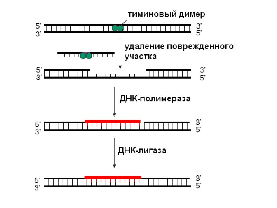 Репарация биохимия. Схема эксцизионной репарации ДНК. Процесс репарации ДНК схема. Репарация ДНК схема процесса. Схема эксцизионной репарации.