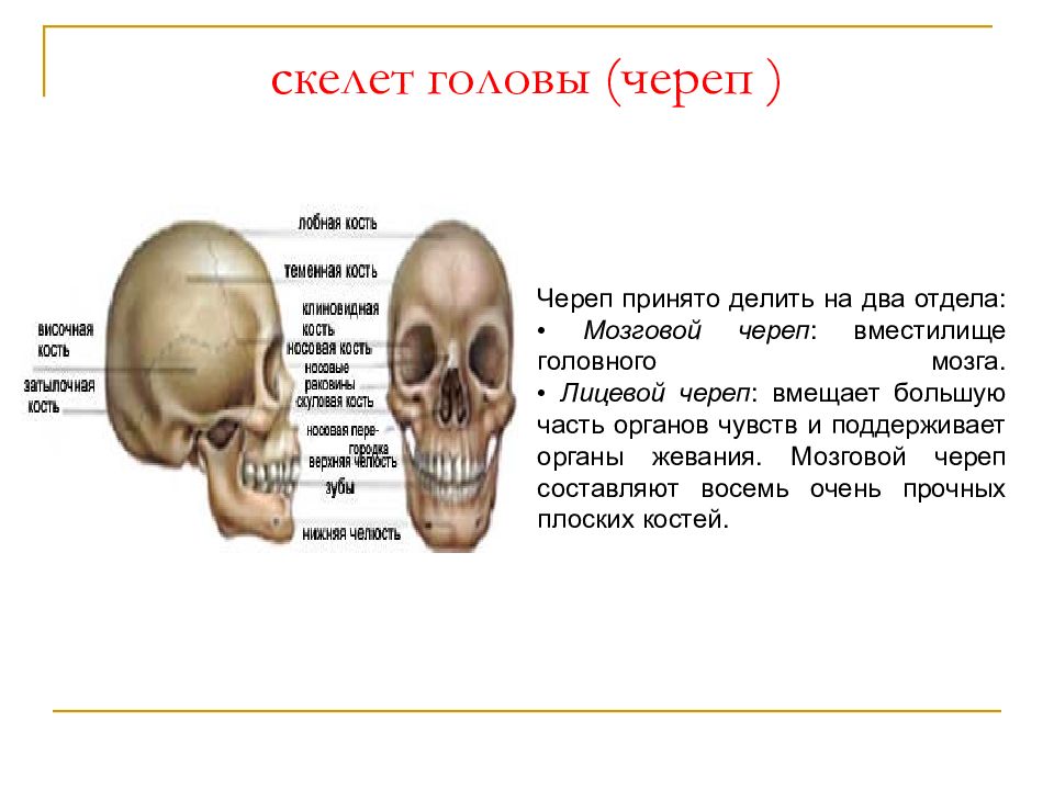 Головной отдел скелета. Скелет головы. Скелет головы череп. Отделы скелета черепа. Лицевой скелет черепа.