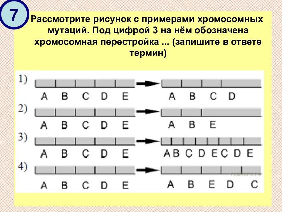 Изменение под. Хромосомная перестройка ... (Запишите в ответе термин). Рассмотрите рисунок с примерами хромосомных мутаций под цифрой 4. Хромосомная перестройка под 3 цифрой. Под цифрой 3 на нём обозначена хромосомная перестройка.