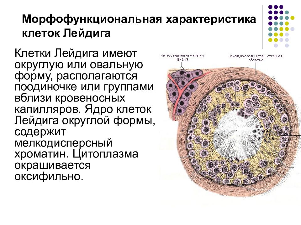 Дайте характеристику клеточному ядру. Клетки Лейдига гистология препарат. Гистология семенник клетки Лейдига. Интерстициальная клетка Лейдига. Характеристика интерстициальных клеток Лейдига.