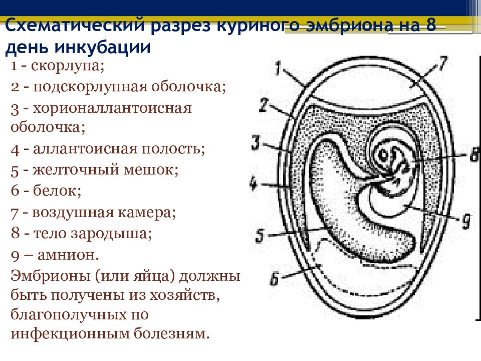 Эмбрион строение