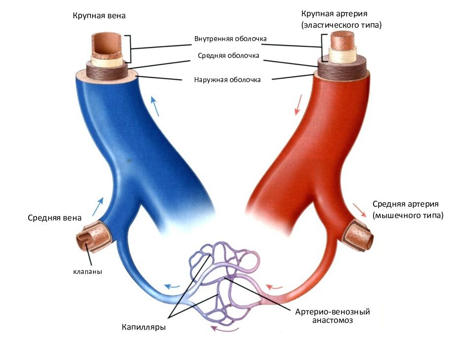 Строение вены и артерии рисунок