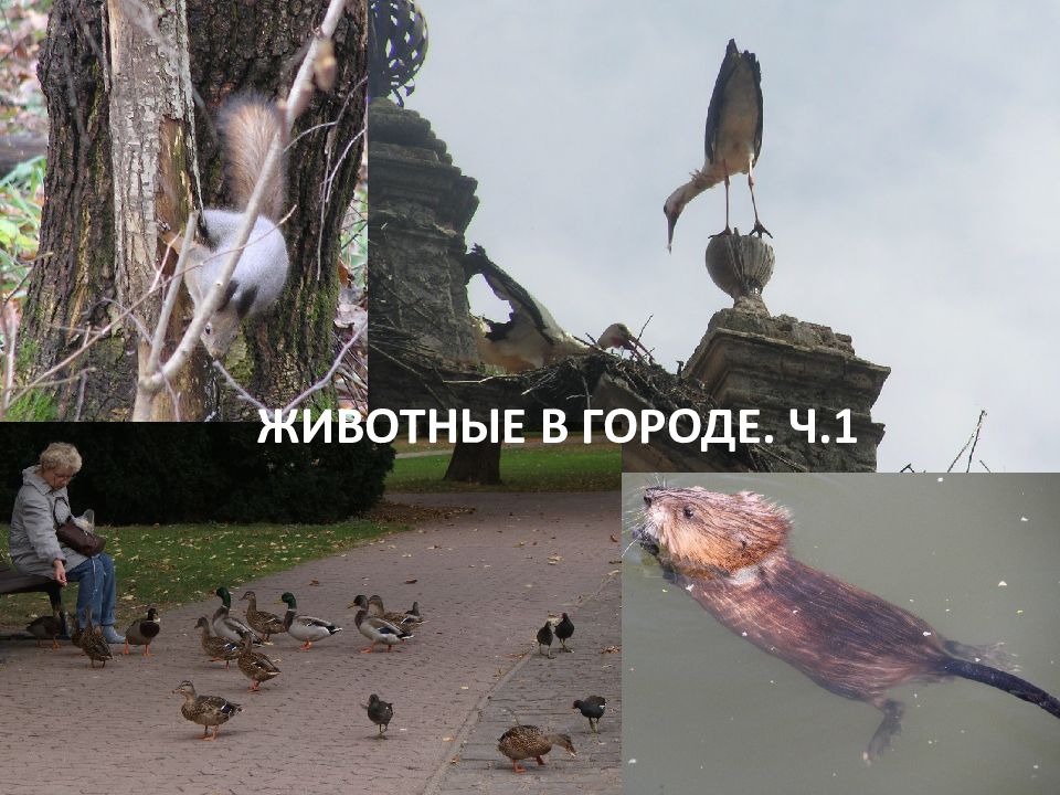ЖИВОТНЫЕ В ГОРОДЕ. Ч.1