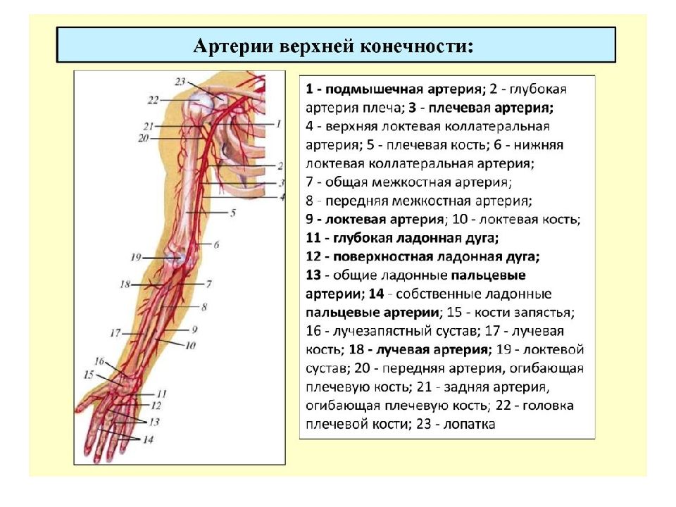 Схема верхней конечности вен