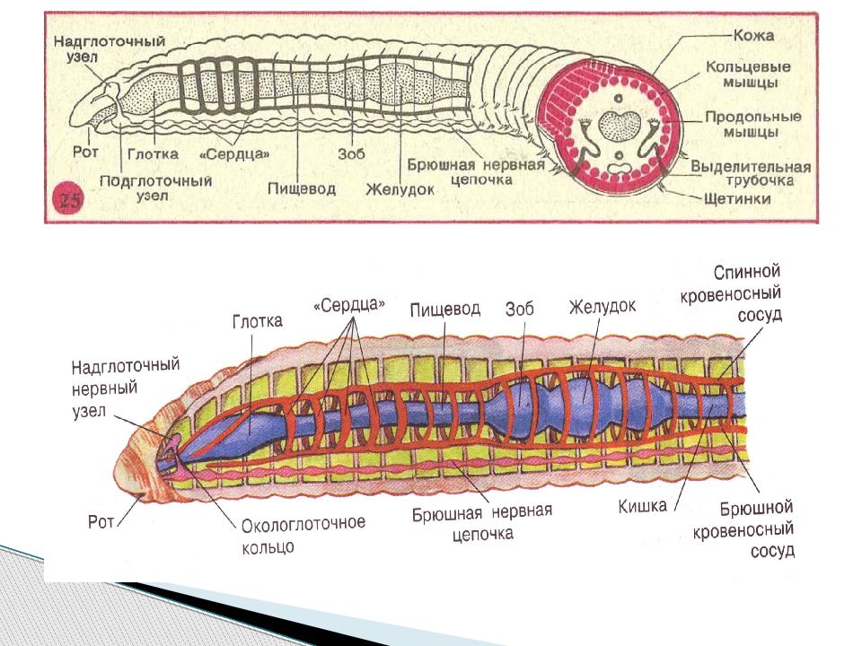 Слои кольчатых червей. Кольчатые черви надглоточный узел. Система органов дождевого червя. Кольчатые черви строение. Строение сегмента кольчатых червей.