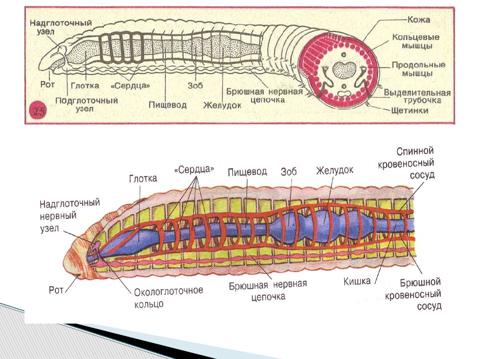 Строение дождевого червя рисунок с подписями. Выделительная система кольчатых червей 7 класс. Кольчатые черви надглоточный узел. Системы кольчатых червей 7 класс. Выделительная кольчатых червей 7 класс.
