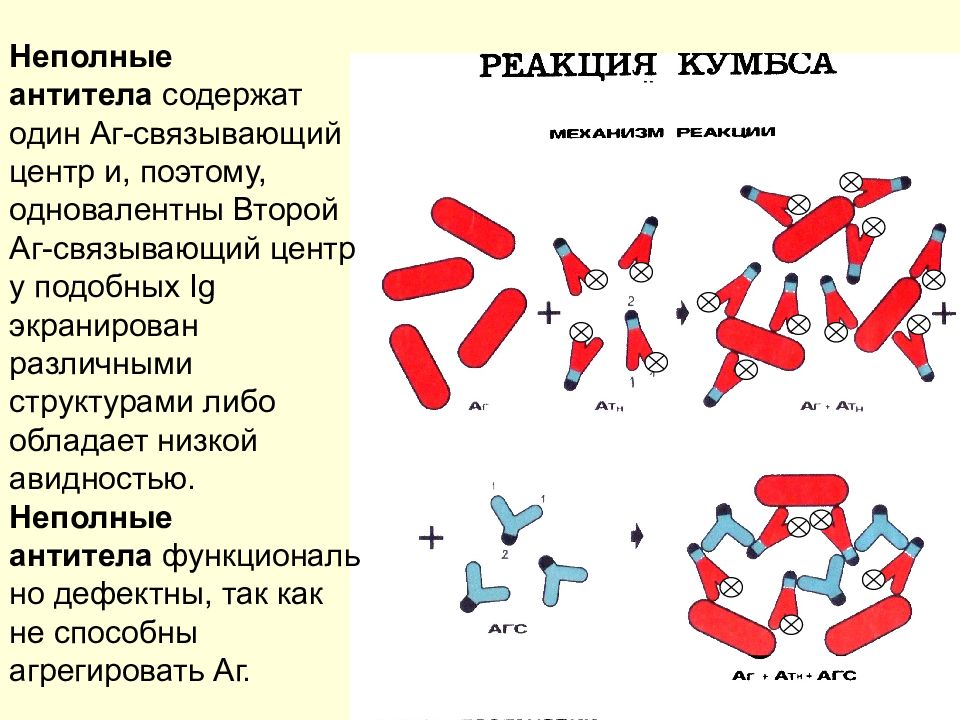 Антигены антитела презентация