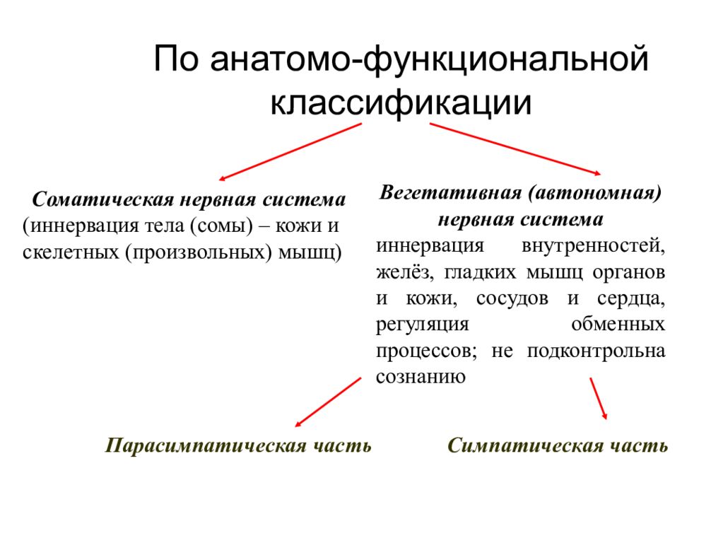 Классификация вегетативной. Анатомо-функциональная классификация нервной системы. Функционалтная коассификачция неивной система. Классификация вегетативной нервной системы. Функциональная классификация нерва.