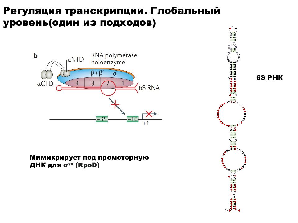 Получше транскрипция