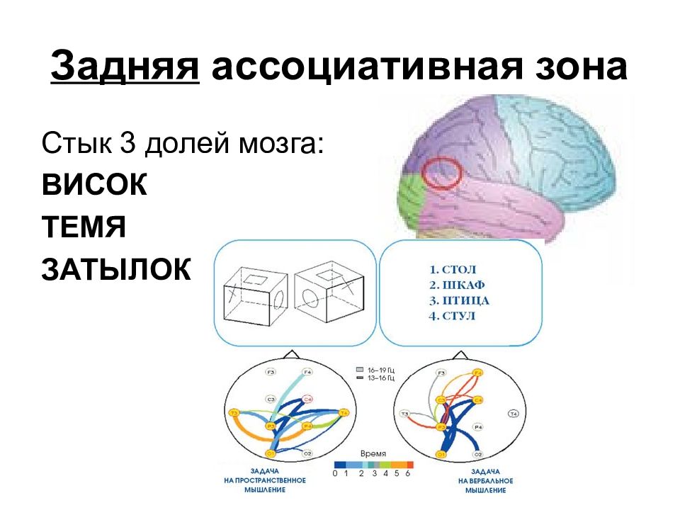 Ассоциативные доли мозга. Ассоциативные зоны мозга. Задняя ассоциативная зона мозга. Ассоциативная зона отвечает.