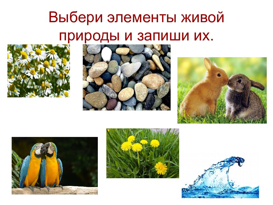 Презентация живая природа