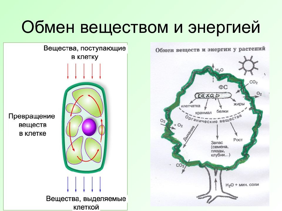 Растительная клетка обмен веществ
