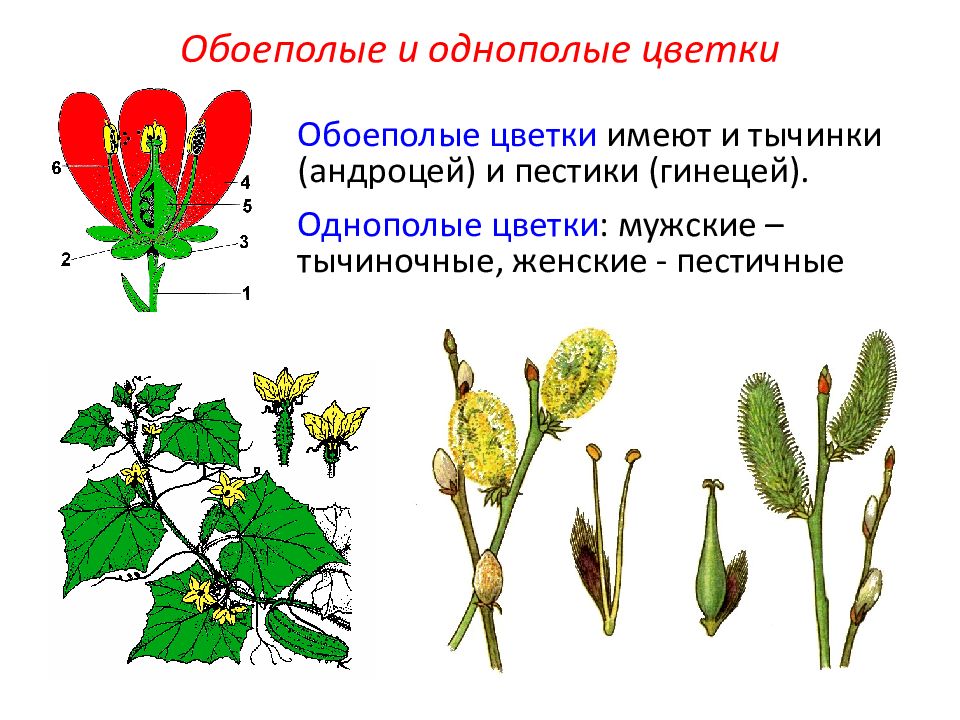 ОДНОДОМНЫЕ РАЗДЕЛЬНОПОЛЫЕ РАСТЕНИЯ images